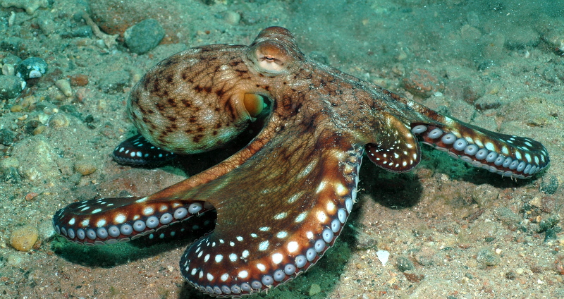 scuba diving in Israel