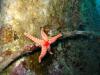 Satil wreck eilat