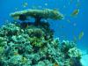 Diving Instruction and Private Diving